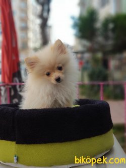 75 Günlük Orjinal Pomarenian Spitz 3