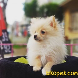 75 Günlük Orjinal Pomarenian Spitz 2