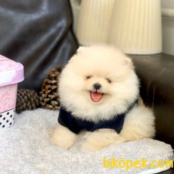 Pomeranian Boo Irk Sağlık Garantili Yavrularımız 1