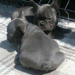 Blue French Bulldog Yavruları 3