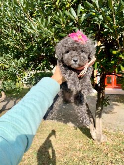 Silver Toy Poodle Yavrular 1