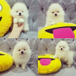 Orjinal Pomeranian Boo Yavrularımız 1