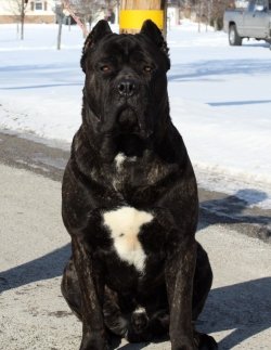 SATILIK CANE CORSO YAVRULARI 3