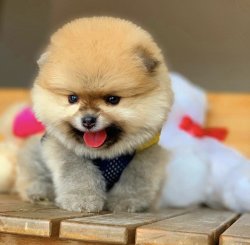 Büyümeyen Irk Pomeranian Boo Ayıcık Surat 5