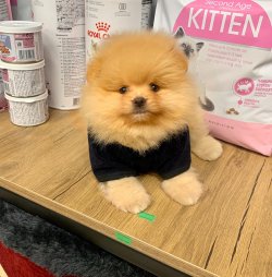 Pomeranian Teddy Face Erkek Yavrumuz 1