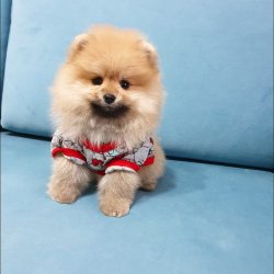 Satılık Pomeranian Boo Yavrularımız 4