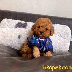 ToyPoodle Red Teacup Erkek Yavrumuz 3
