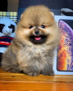 Yeni Gelen Pomeranian Boo Yavrularımızdan 2