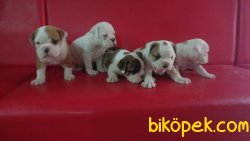 İNGİLİZ BULDOG 4