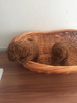 MİNYATÜR VE TOY POODLE RED VEYA APRİCOT YAVRULAR 3