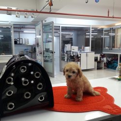 Toy Poodle Apri̇cot Yavrularımız 1