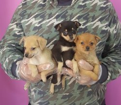 Minyature Pinscher Yavrular 2