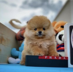 Orjinal  Teddybear Yüz Yapısına Sahip PomeranianBoo 4