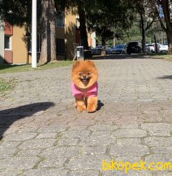 Pomeranian Boo Secereli Ayicik Tip Yetişkin Disi 2