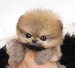 Scr Belgeli Orjinal Pomeranian Boo 1