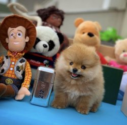 Orjinal  Teddybear Yüz Yapısına Sahip PomeranianBoo 3