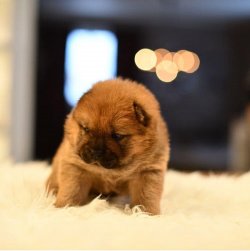 Satılık Chow Chow Çi̇n Aslanı Yavrularımız Afyondan 3
