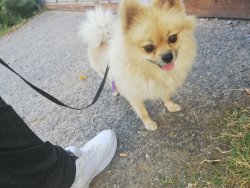 Rizyy 5