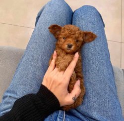 RED TOY POODLE YAVRULAR 1