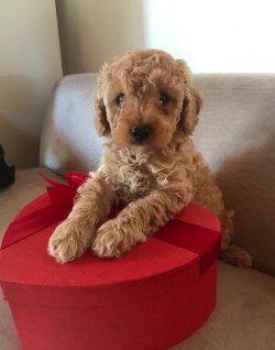 Apri̇cort Poodle 1