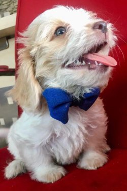 Sevimli Maltese Terrier Yavrulari 3