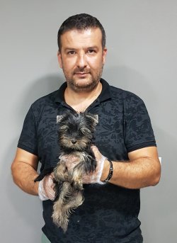 Tea Cup Yorkshi̇re Terri̇er 3