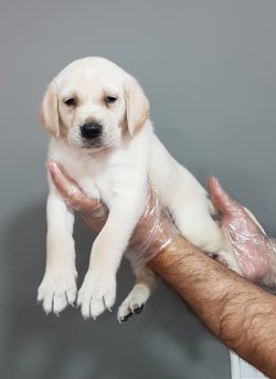 Satılık  Labrador Yavruları 1