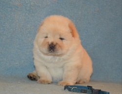 Satılık Chow Chow Yavrumuz 4