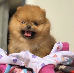 Yarışma Düzeyi Pomeranianboo Yavrularımız 3
