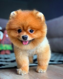 Scr/fcı Sertifikalı Pomeranian Boo Yetişkinlerimizden 4