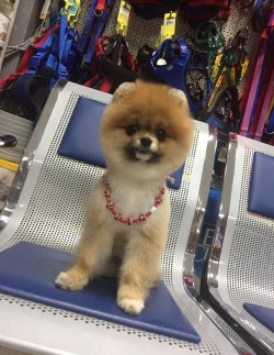 Pomerani̇an Boo 2