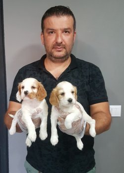 Satılık Amerikan Cocker Yavrular 3