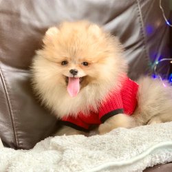 Pomeranian Boo Irk Sağlık Garantili Yavrular 3
