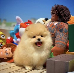 Küt Burun Teacup PomeranianBoo Kızımız 5