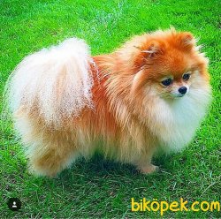 Pomeranıan Boo Yavruları 1