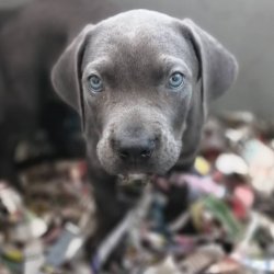 Üst Kalite Cane Corso Yavrularımız Çiftlikten 3