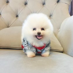 SAFKAN VE SAĞLIKLI POMERANİANBOO YAVRULARIMIZ 1