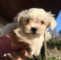 O Numara Maltese Yavrular 5