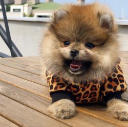 En Güzel PomeranianBoo  Yavruları Için İletişime Geçiniz 2