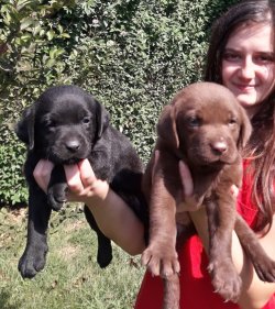 Sevimli Labrador Retriever Yavrularımız 1