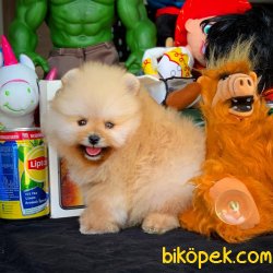 3 Aylık Erkek Kahve PomeranianBoo 3
