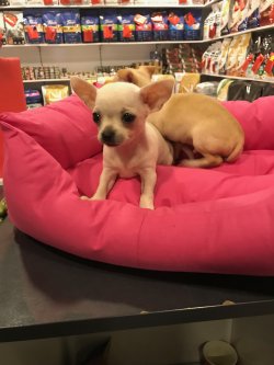Chihuahua Yavrularımız Son Kalite 1