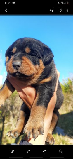 Macar Kafa Rottweiler Yavrularım Uygun Fiyat 2