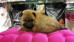 CHOW CHOW YAVRUSU SATILIK 1