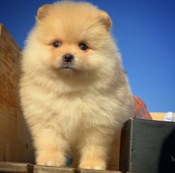 Küt Burun Yapısına Sahip Orijinal Pomeranianboo Yavrularımızdan 3