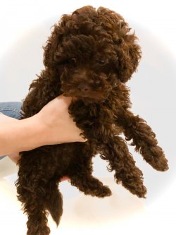 Tüy Dökmeyen Nadir Bulunan Dişi Toy Poodle Yavrumuz 5