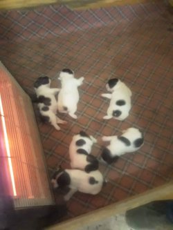 French Bulldog Bebekler 1