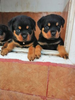 Çiftliğimizden Üst Kalite ROTTWEILER Yavrularımız 3