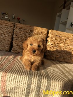 ANNE ALTINDAN Toy Poodle 2