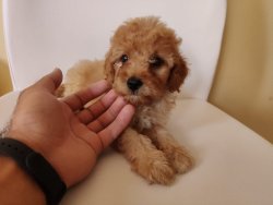Toy Poodle Super Kalıte Dısı Yavru 1